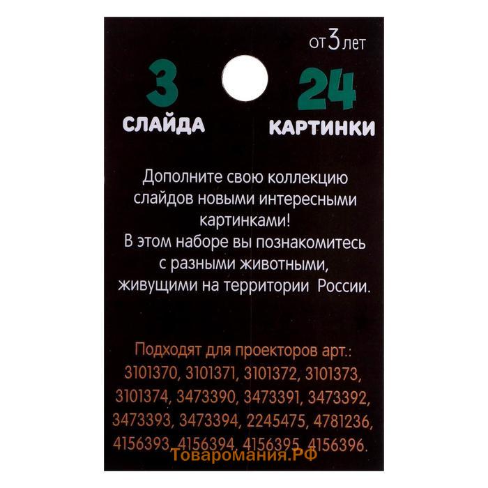 Слайды для проектора «Животные России», набор, 3 слайда, 24 картинки