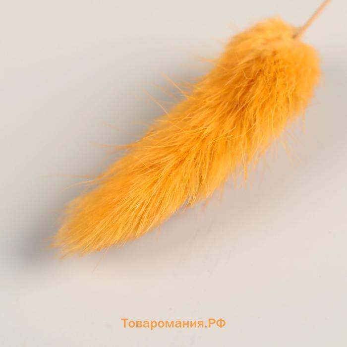 Сухоцветы «Лагурус», h=65 см, (фасовка 30 шт., цена за 1 шт.), жёлтые