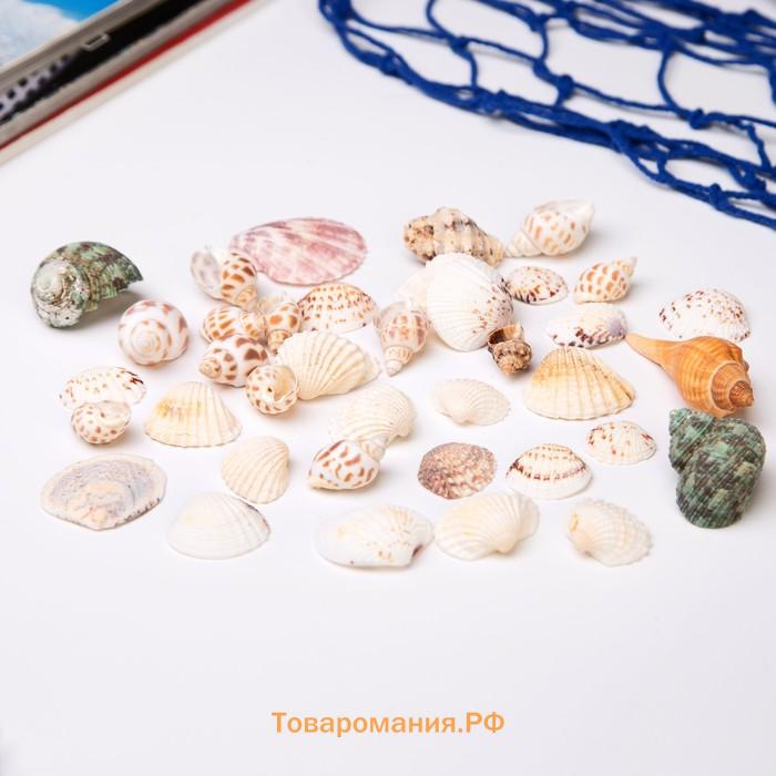 Набор ракушек морских «Море», декор для творчества