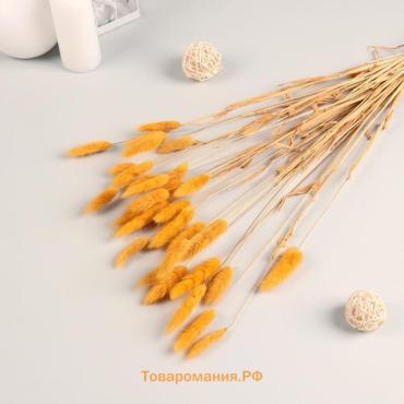Сухоцветы «Лагурус», h=65 см, (фасовка 30 шт., цена за 1 шт.), жёлтые
