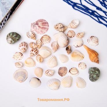 Набор ракушек морских «Море», декор для творчества